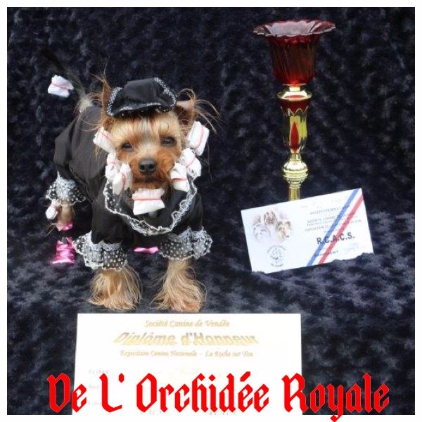 de l'Orchidée royale - Résultats exposition canine de La Roche sur Yon !