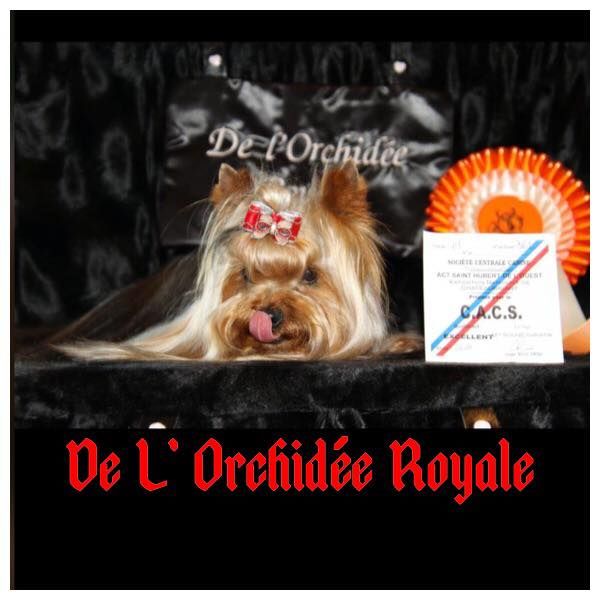 de l'Orchidée royale - Exposition canine Chateaubriand 2018 