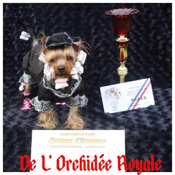 Résultats exposition canine de La Roche sur Yon !